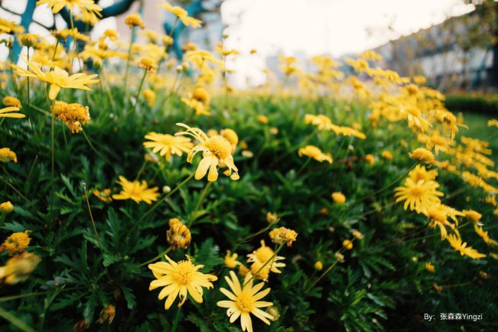  TTArtisan 10mm f/2 ASPH för Nikon Z (APS-C) -Returex