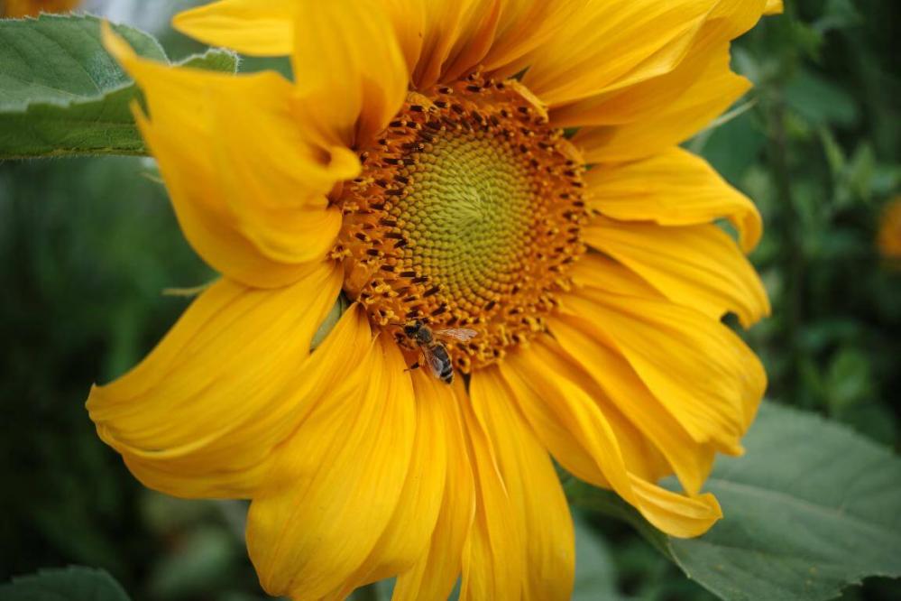  7Artisans AF 27mm f/2,8 för Nikon Z (APS-C)