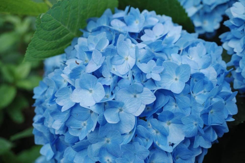  7Artisans AF 27mm f/2,8 för Nikon Z (APS-C)