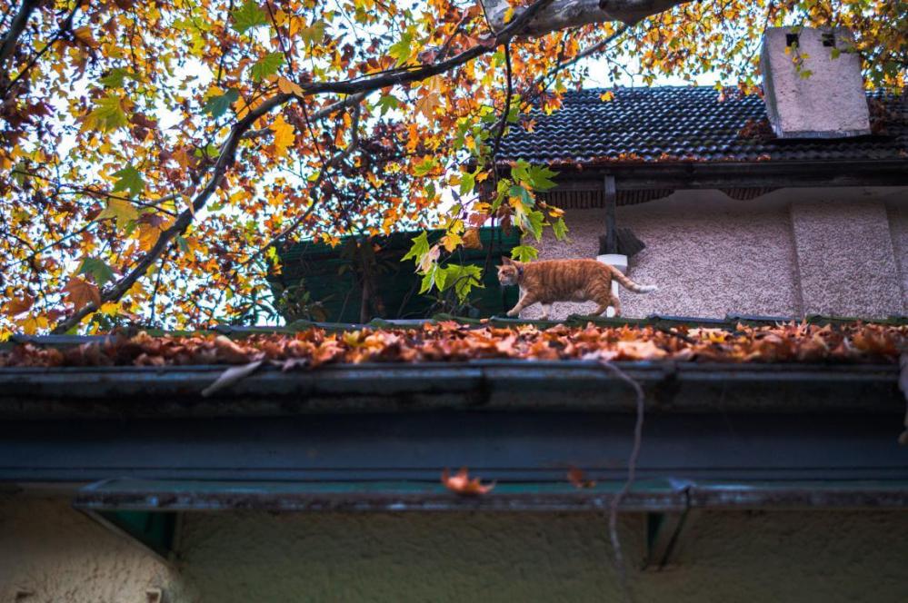  7Artisans M35mm f/2,0 II objektiivi Leica M -kameroille