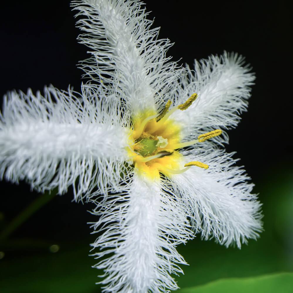  AstrHori 18mm f/8 Direct View Macro Probe Fujifilm X -kameralle (APS-C)