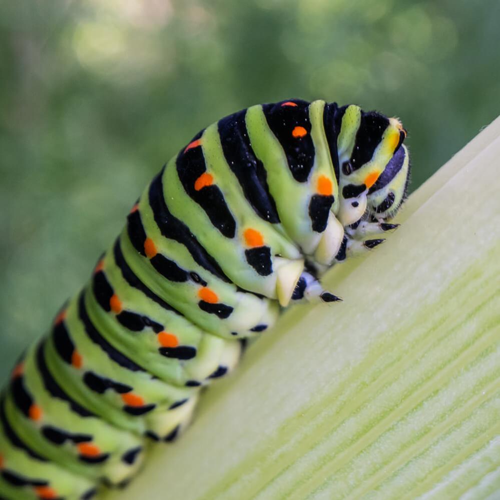  AstrHori 18mm f/8 Direct View Macro Probe Fujifilm X -kameralle (APS-C)