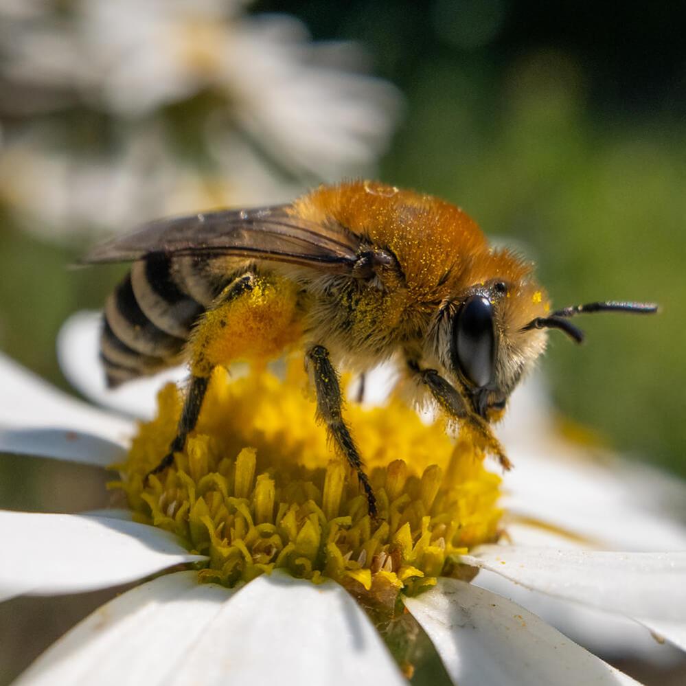  AstrHori 18mm f/8 Direct View Macro Probe Fujifilm X -kameralle (APS-C)
