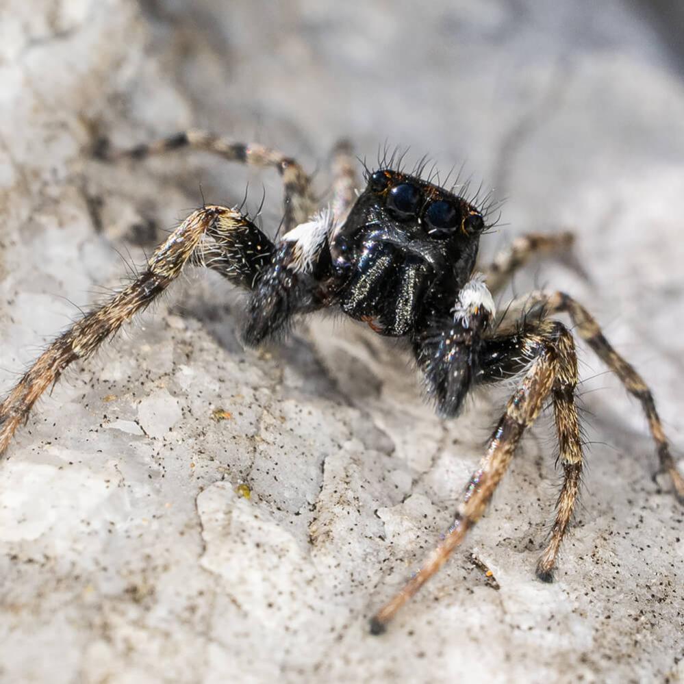  AstrHori 18mm f/8 Direct View Macro Probe Fujifilm X -kameralle (APS-C)