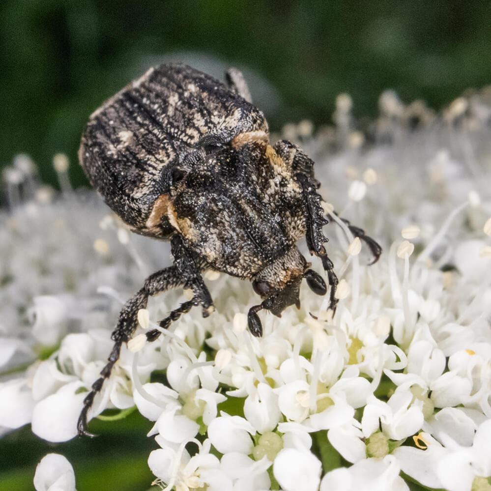  AstrHori 18mm f/8 Direct View Macro Probe Fujifilm X -kameralle (APS-C)