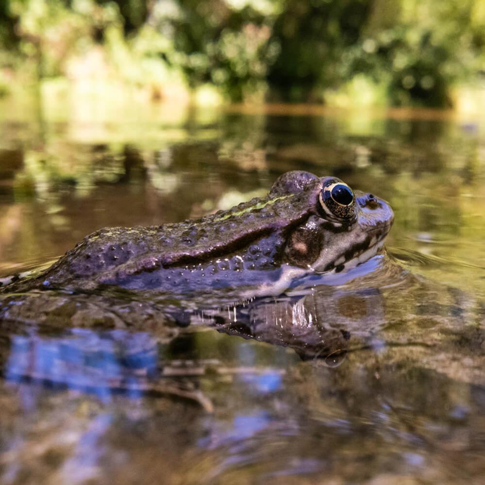  AstrHori 18mm f/8 Direct View Macro Probe Fujifilm X -kameralle (APS-C)