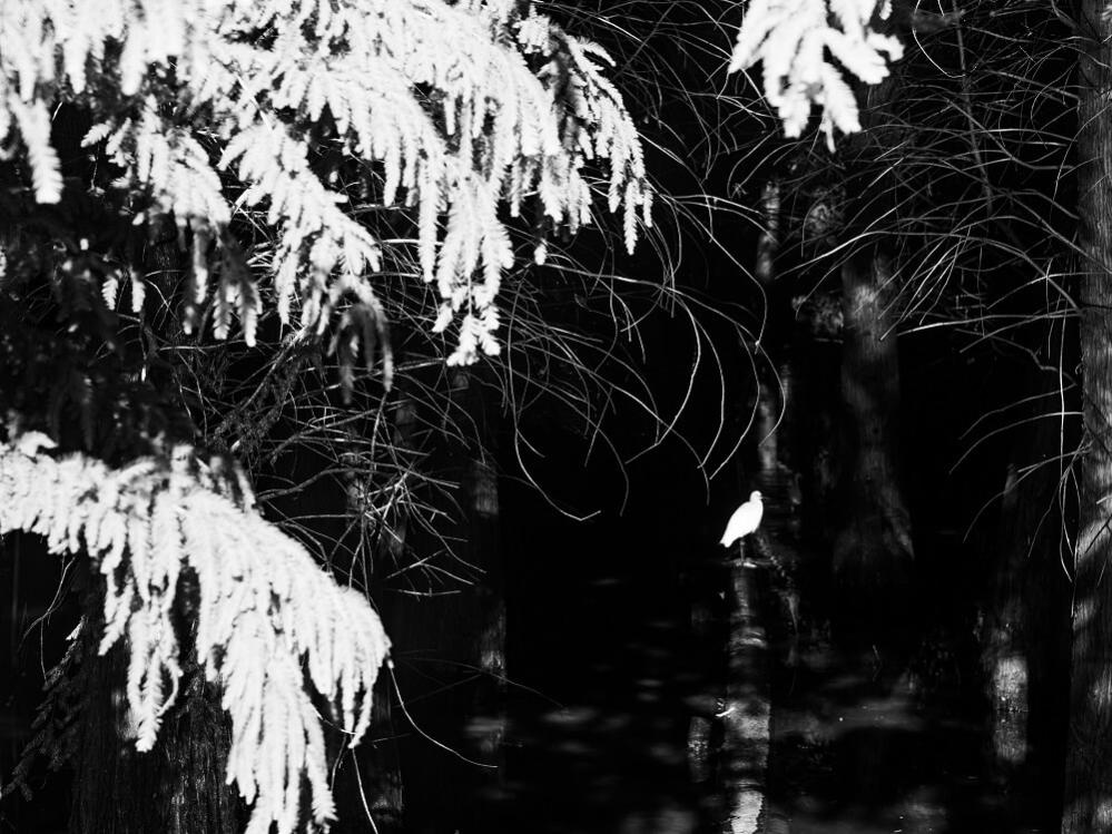  7Artisans 85mm T2,0 täyskenno Cinema Leica L -kameroille