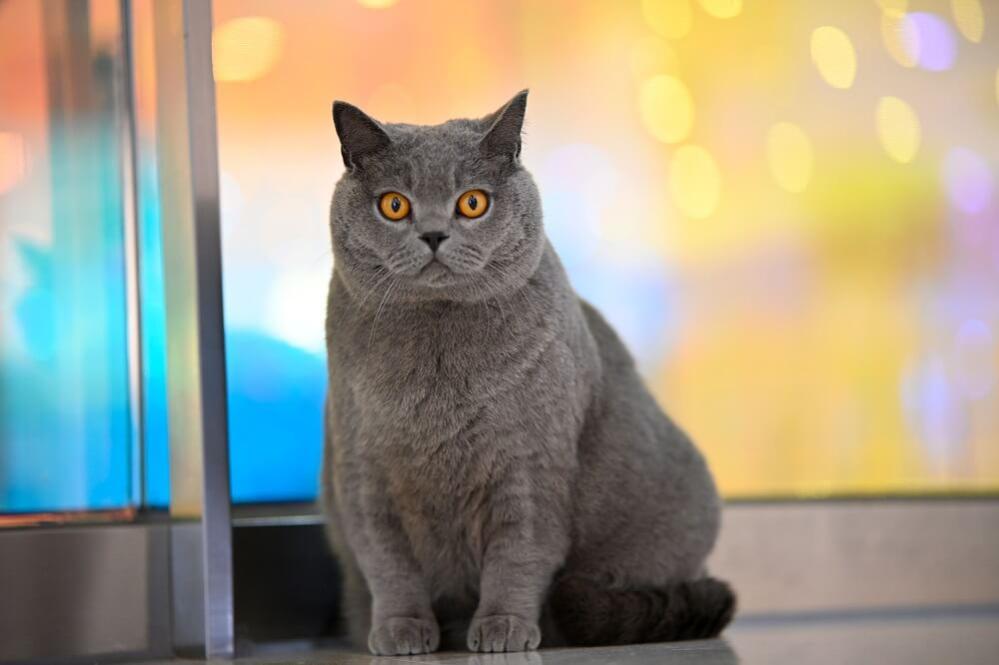  7Artisans 85mm T2,0 täyskenno Cinema Leica L -kameroille