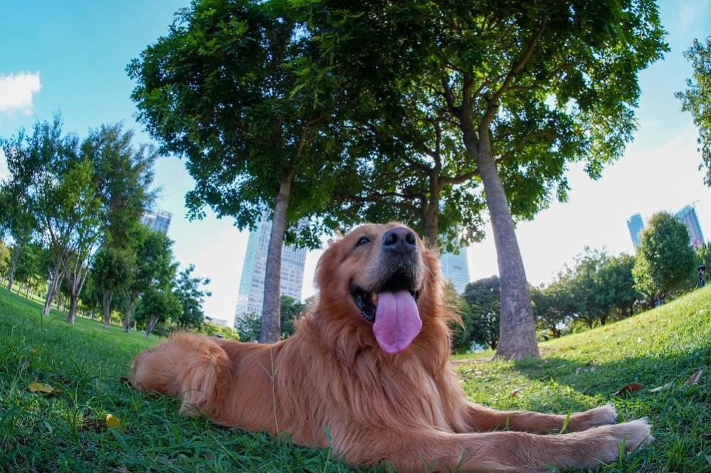  TTArtisan 7,5mm f/2.0 Fisheye för Canon RF