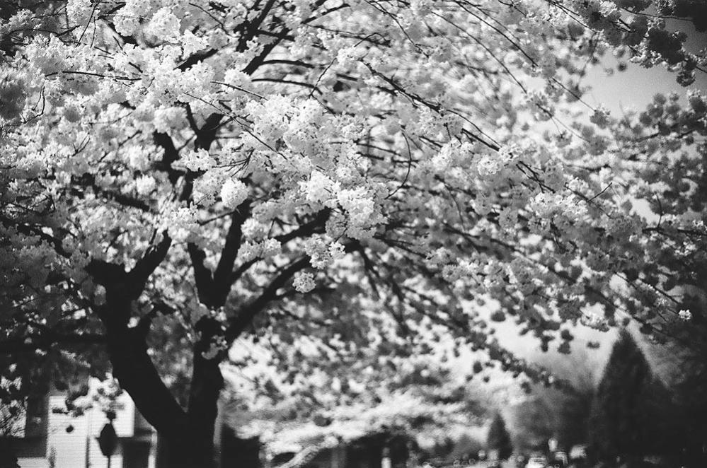  7Artisans 75mm f/1,25 objektiivi Leica M -kameroille