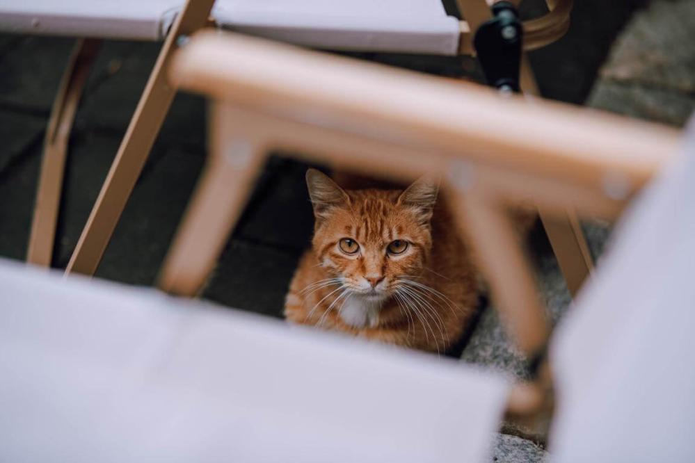  7Artisans AF 85mm f/1,8 objektiivi Nikon Z:lle (täyskenno)