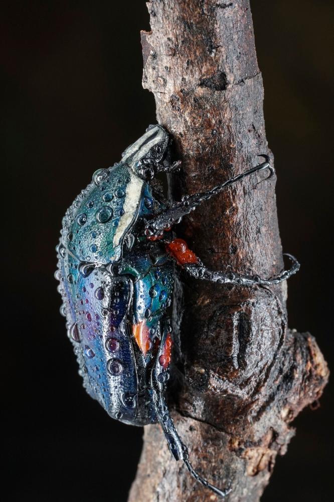  7Artisans 60mm f/2,8 Mark II Makro för Leica L (APS-C)