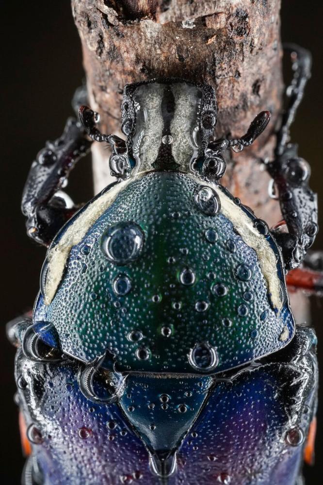  7Artisans 60mm f/2,8 Mark II Makro för Leica L (APS-C)