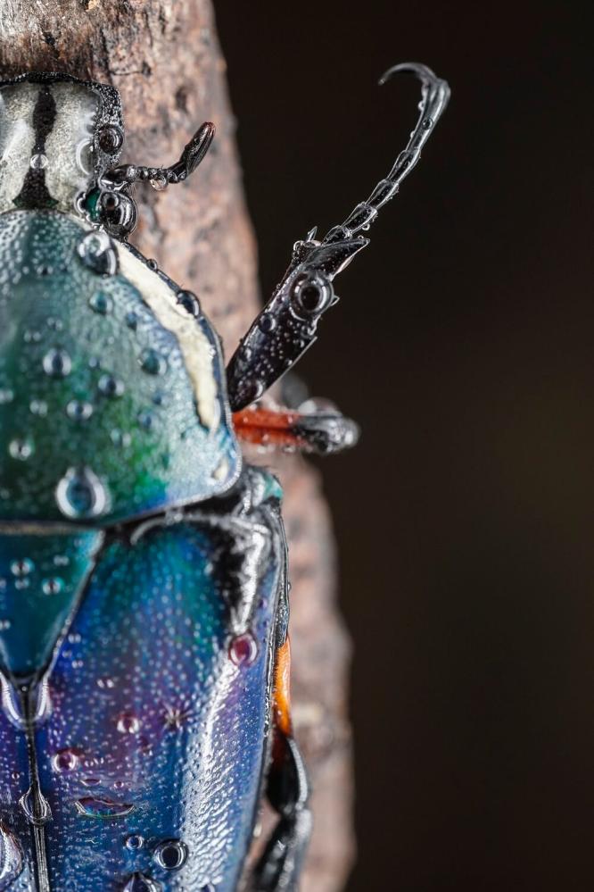  7Artisans 60mm f/2,8 Mark II Makro för Nikon Z (APS-C)