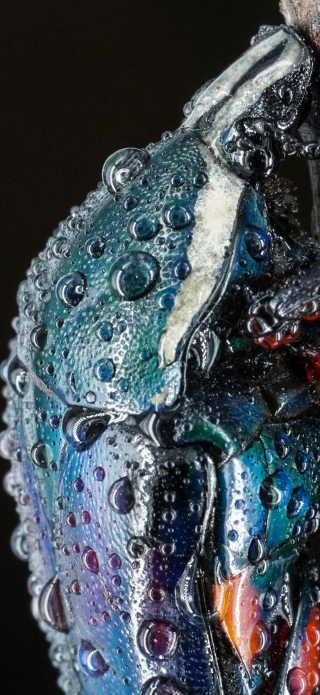  7Artisans 60mm f/2,8 Mark II Makro för Leica L (APS-C)