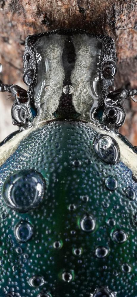  7Artisans 60mm f/2,8 Mark II Makro för Leica L (APS-C)