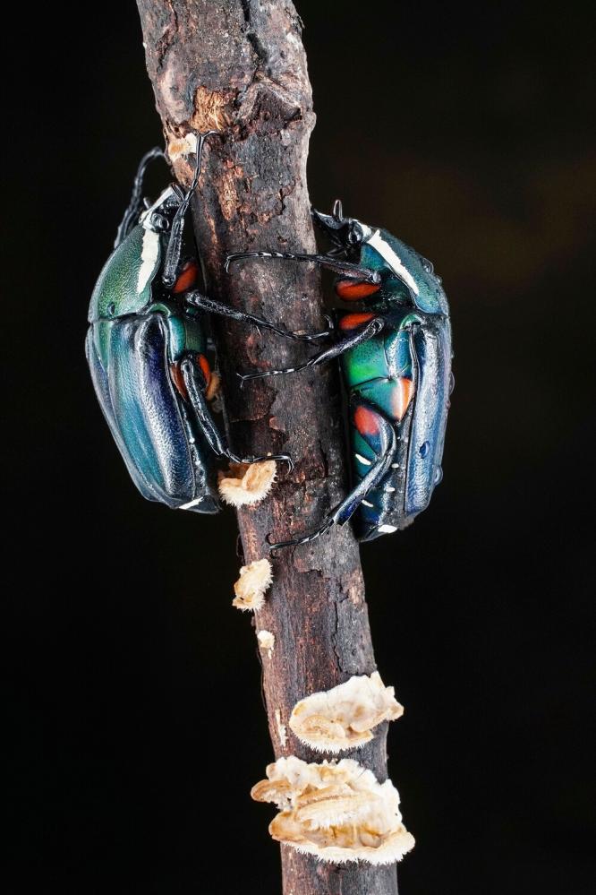  7Artisans 60mm f/2,8 Mark II Makro för Leica L (APS-C)