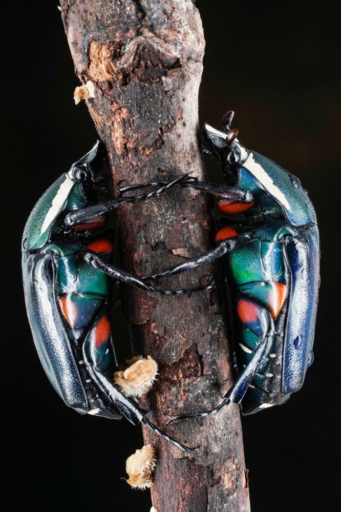  7Artisans 60mm f/2,8 Mark II Makro för Leica L (APS-C)