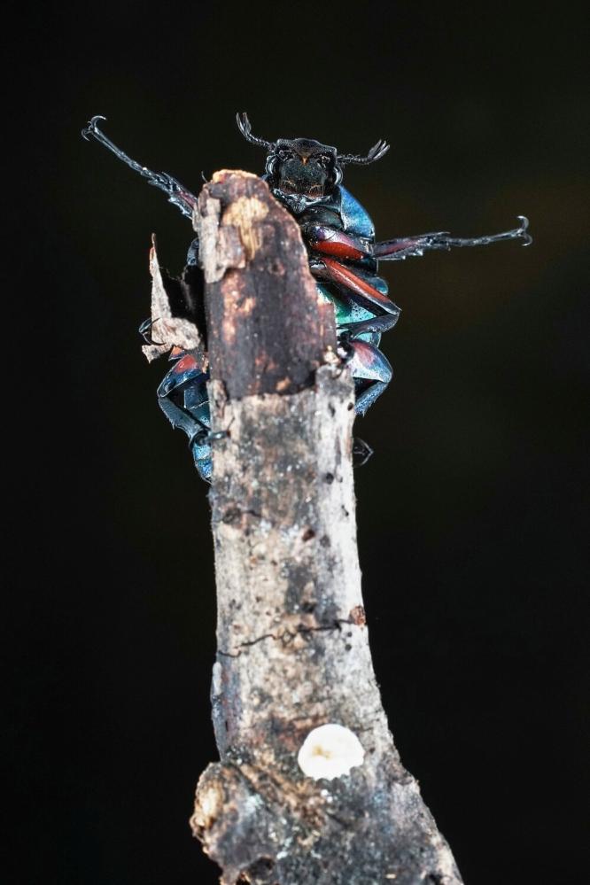  7Artisans 60mm f/2,8 Mark II Makro för Leica L (APS-C)