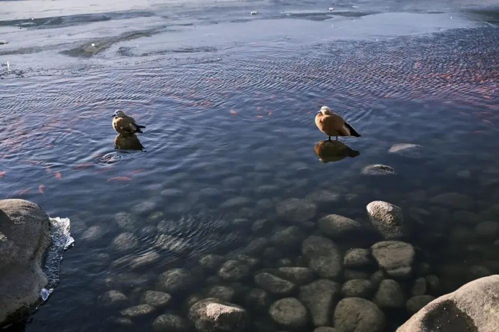  TTArtisan AF 23mm f/1,8 för Sony E (APS-C)