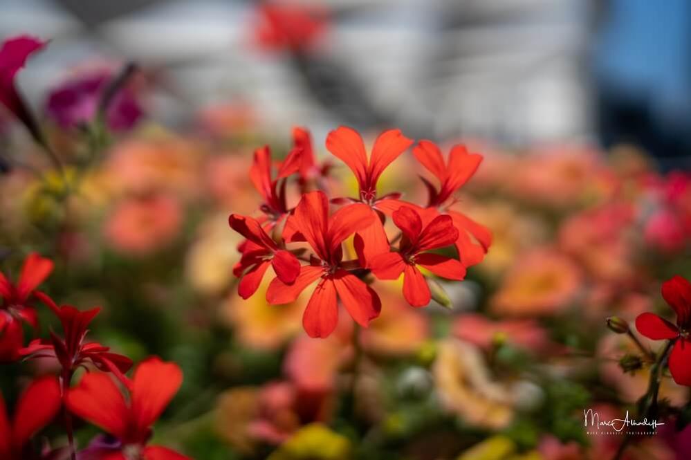  7Artisans 35mm T2,0 Fullformat Cinema -objektiivi Canon RF (täyskenno)