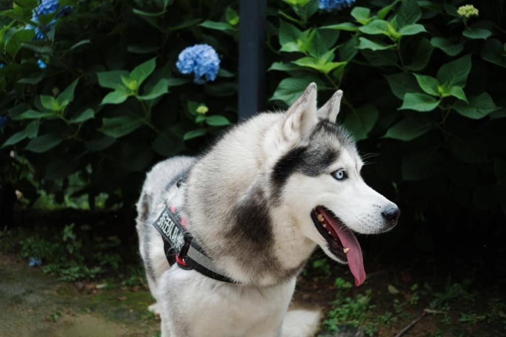  7Artisans AF 27mm f/2,8 Fujifilm X -kameralle (APS-C)