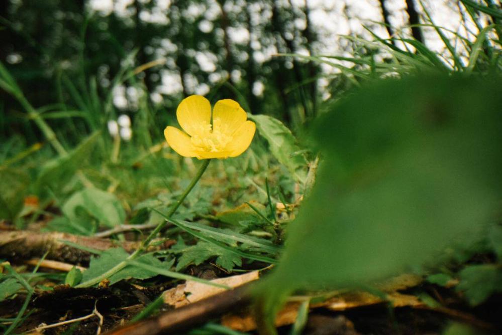  AstrHori 28mm f/13 Macro Probe 360° Leica L -täyskennoille