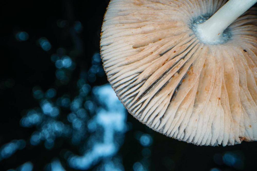  AstrHori 28mm f/13 Macro Probe 360° Leica L -täyskennoille