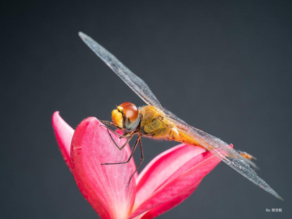  TTArtisan 40mm f/2,8 Makro för Sony E (APS-C)