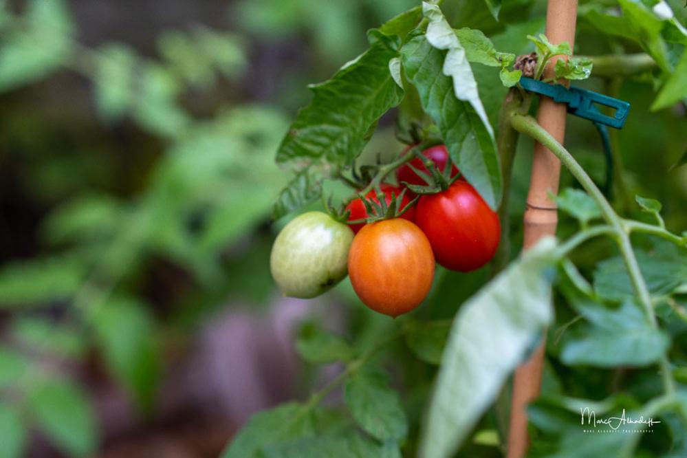  7Artisans 35mm f/0,95 för Canon M (APS-C)