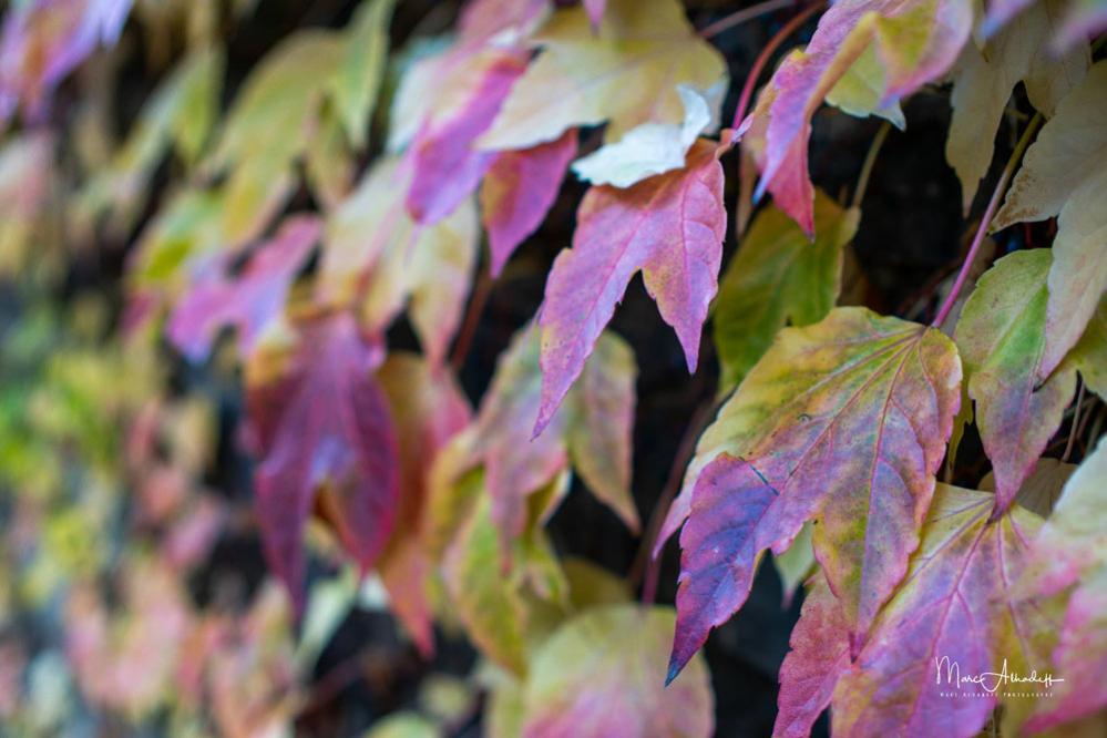  7Artisans 35mm f/0,95 för Canon M (APS-C)