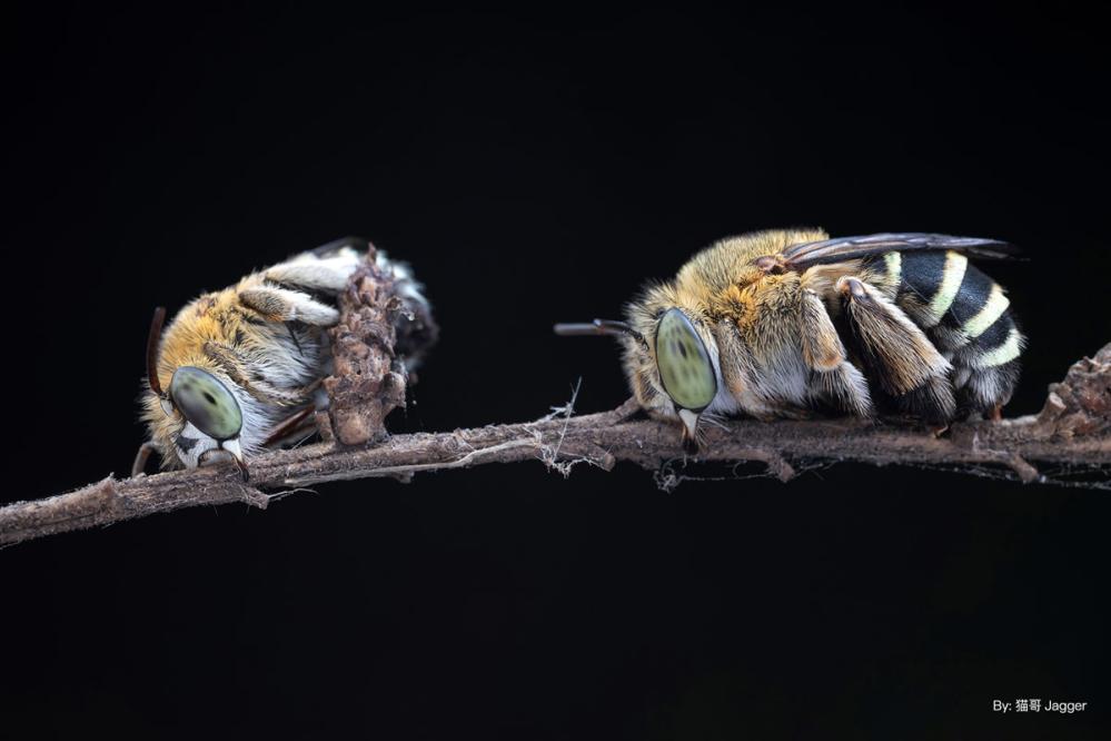  TTArtisan 40mm f/2,8 Makro för Sony E (APS-C)