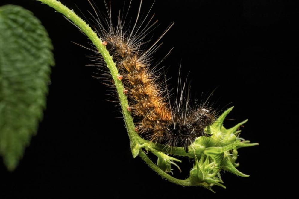  7Artisans 60mm f/2.8 Makro 2x Canon RF -kameroille (Täyskenno)