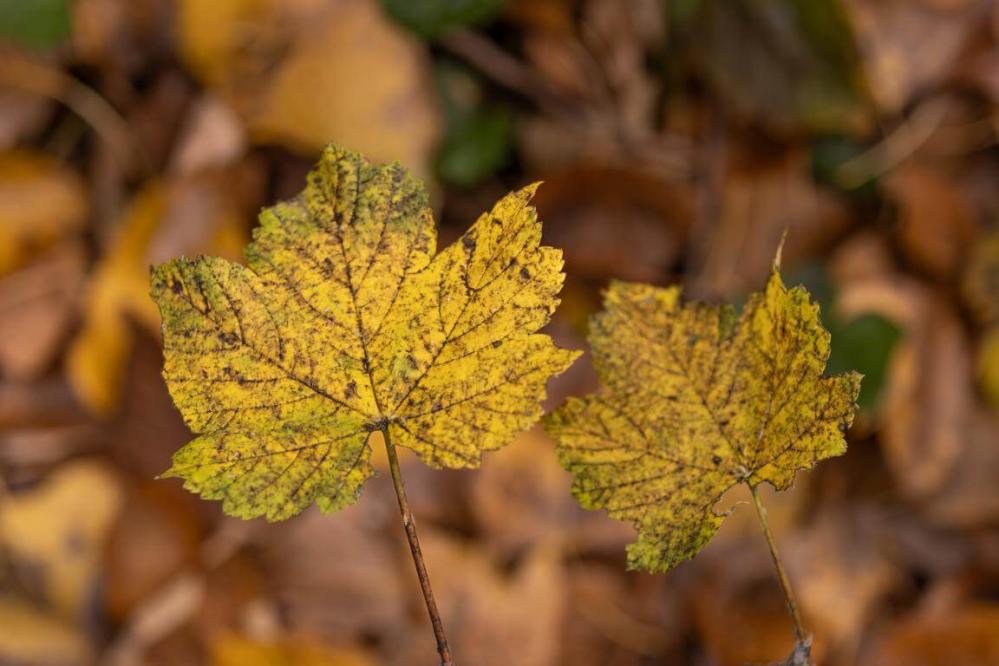  TTArtisan AF 56mm f/1,8 för Sony E (APS-C)