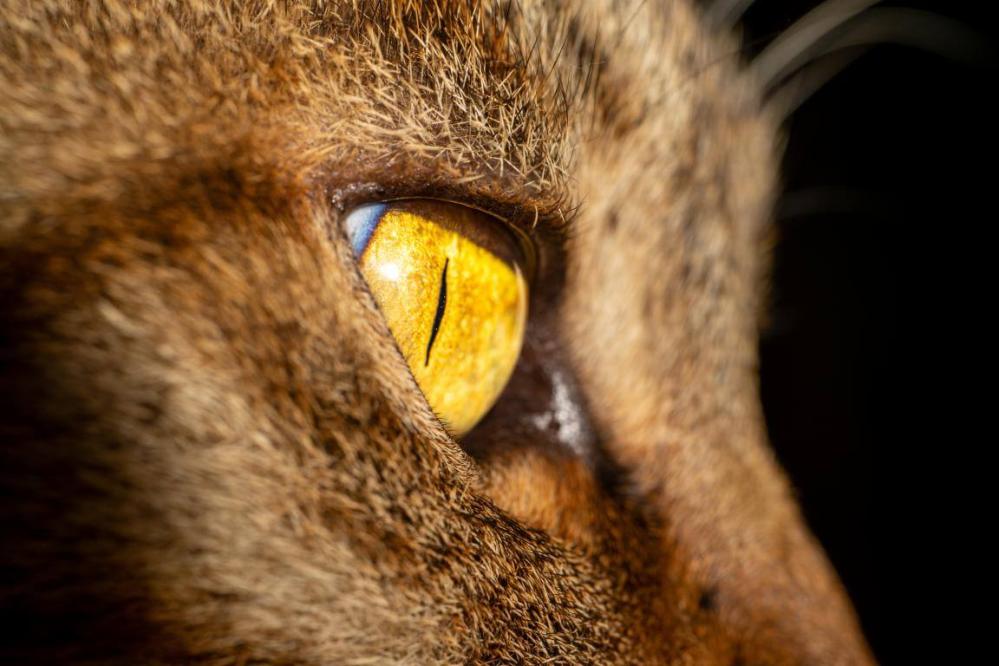  7Artisans 60mm f/2.8 Makro 2x Canon RF -kameroille (Täyskenno)