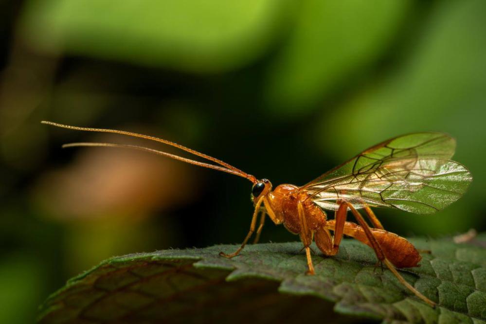  7Artisans 60mm f/2.8 Makro 2x Canon RF -kameroille (Täyskenno)