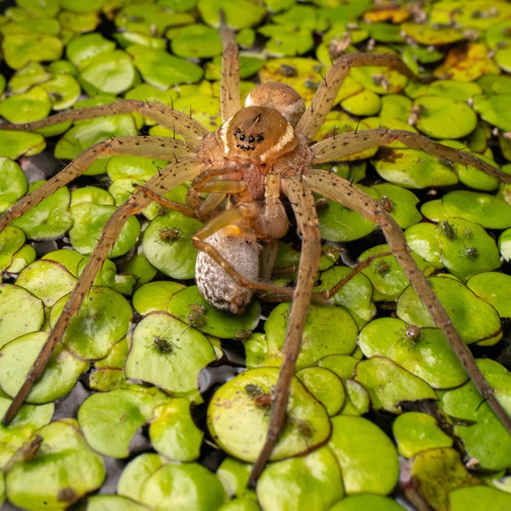  AstrHori 28mm f/13 Macro Probe Nikon F -kameroille (täyskenno)