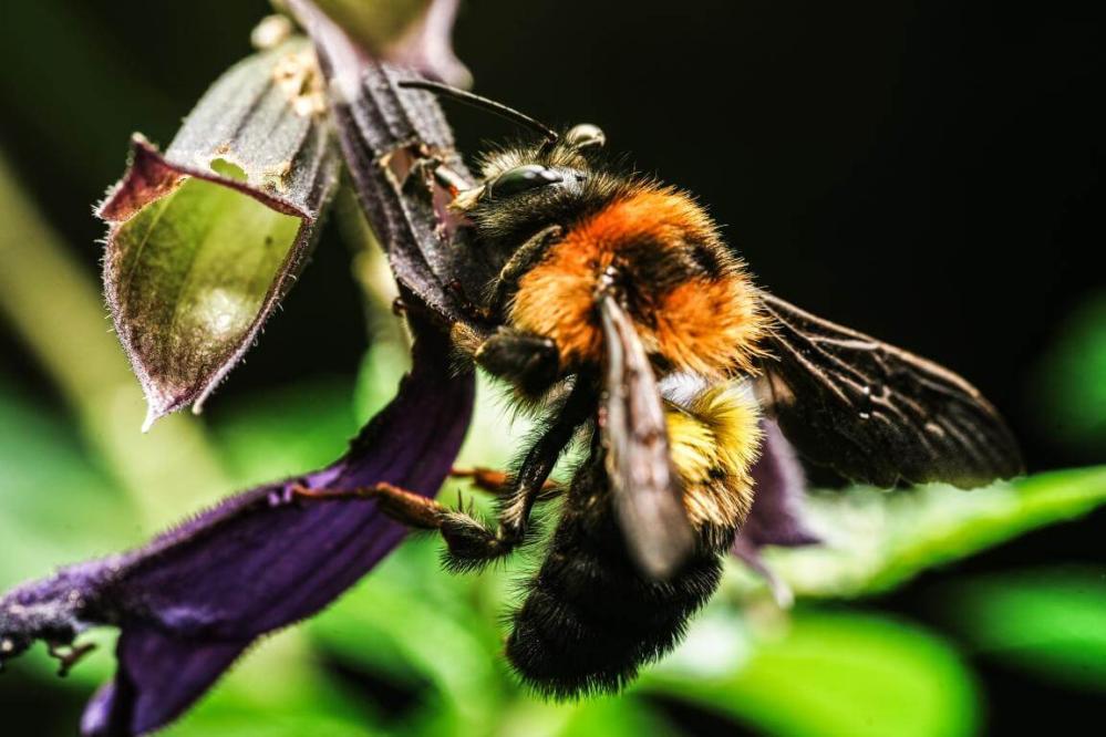  7Artisans 60mm f/2.8 Makro 2x Canon RF -kameroille (Täyskenno)