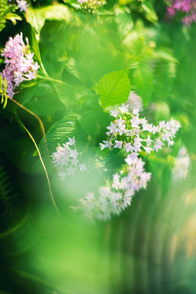  7Artisans 75mm f/1,25 objektiivi Leica M -kameroille