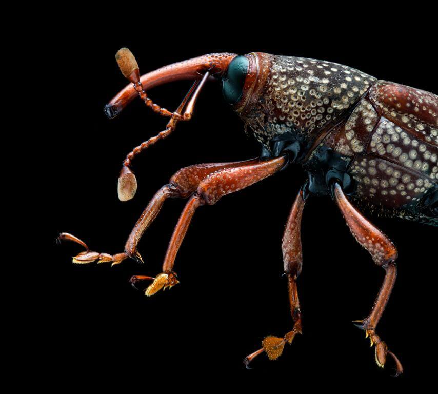  7Artisans 60mm f/2.8 Makro 2x Canon RF -kameroille (Täyskenno)