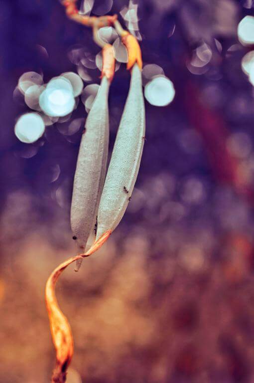  7Artisans 60mm f/2.8 Makro 2x Canon RF -kameroille (Täyskenno)