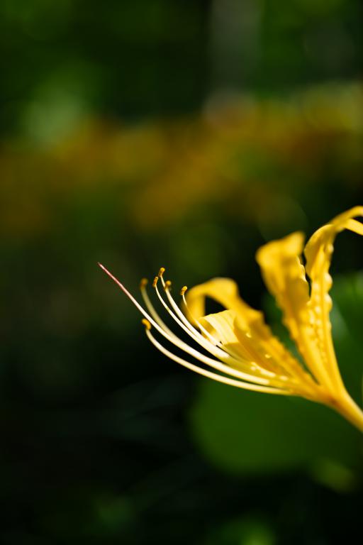  7Artisans 60mm f/2.8 Makro 2x Canon RF -kameroille (Täyskenno)