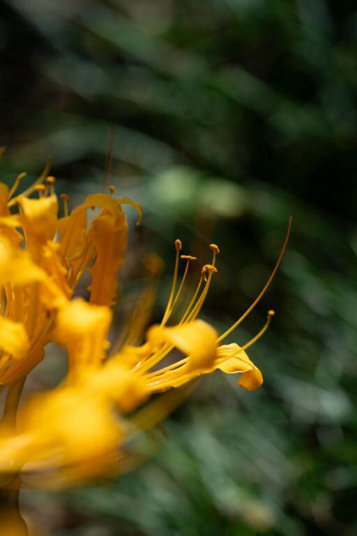  7Artisans 60mm f/2.8 Makro 2x Canon RF -kameroille (Täyskenno)