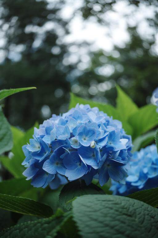  7Artisans AF 27mm f/2,8 för Nikon Z (APS-C)