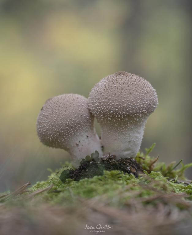  7Artisans 60mm f/2.8 Makro 2x Canon RF -kameroille (Täyskenno)