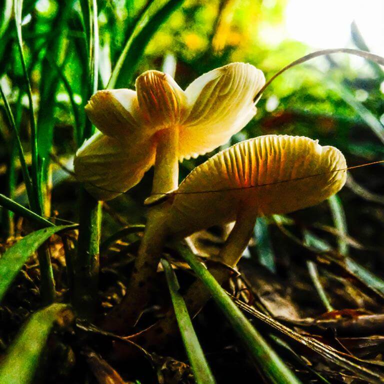  AstrHori 18mm f/8 Direct View Macro Probe Fujifilm X -kameralle (APS-C)