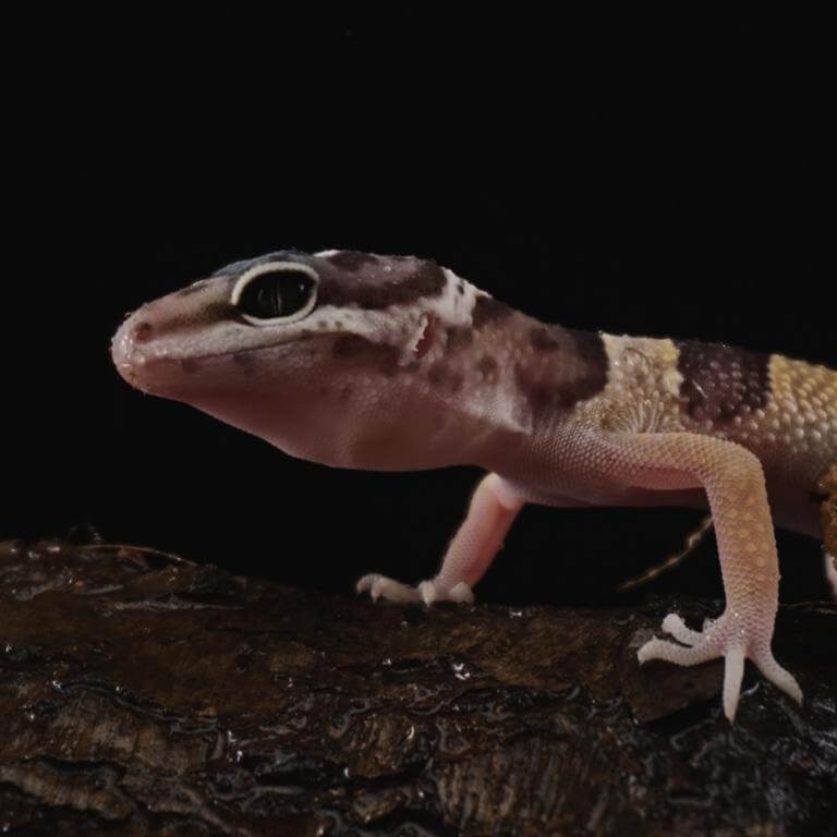  AstrHori 28mm f/13 Macro Probe Nikon F -kameroille (täyskenno)