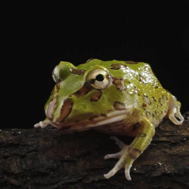  AstrHori 28mm f/13 Macro Probe Nikon F -kameroille (täyskenno)