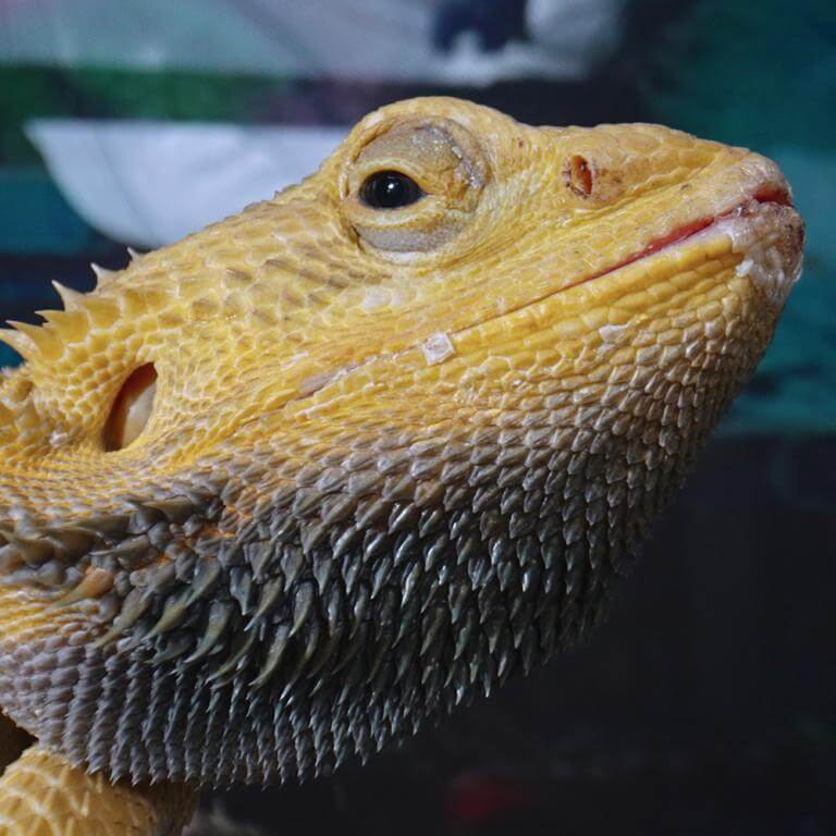  AstrHori 28mm f/13 Macro Probe Nikon F -kameroille (täyskenno)