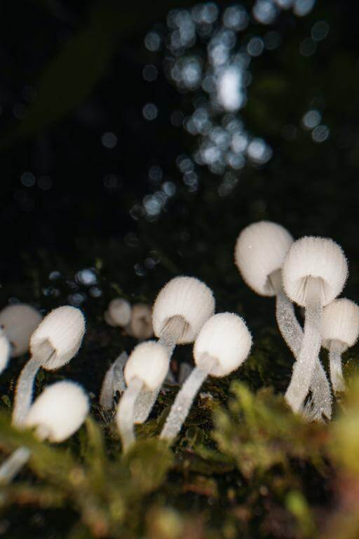  AstrHori 28mm f/13 Macro Probe 360° Leica L -täyskennoille